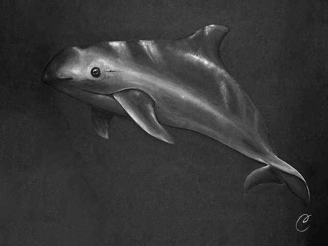 Reproduction Aquarelle Vaquita sur Alu - Tirage limité, numéroté et signé  - 30x40cm