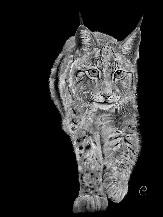 Reproduction Aquarelle Lynx des Balkans sur Alu - Tirage limité, numéroté et signé  - 30x40 cm