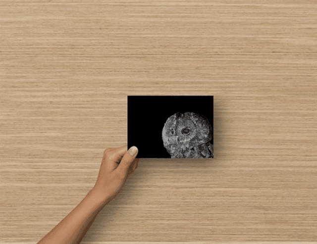 Carte Postale - Chouette Hulotte ( reproduction Aquarelle)