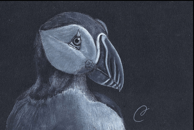 Aquarelle "Macareux Moine" - Œuvre Originale et Encadrée